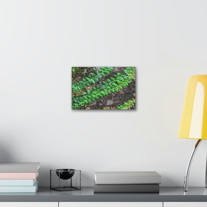 Deals on Thin Canvas - Stretched, 0.75" - Small Sizes Horizontal - Ideal for Wall Forest Mosaics - Weird Plant Grows on Boulders - Green Forest Home