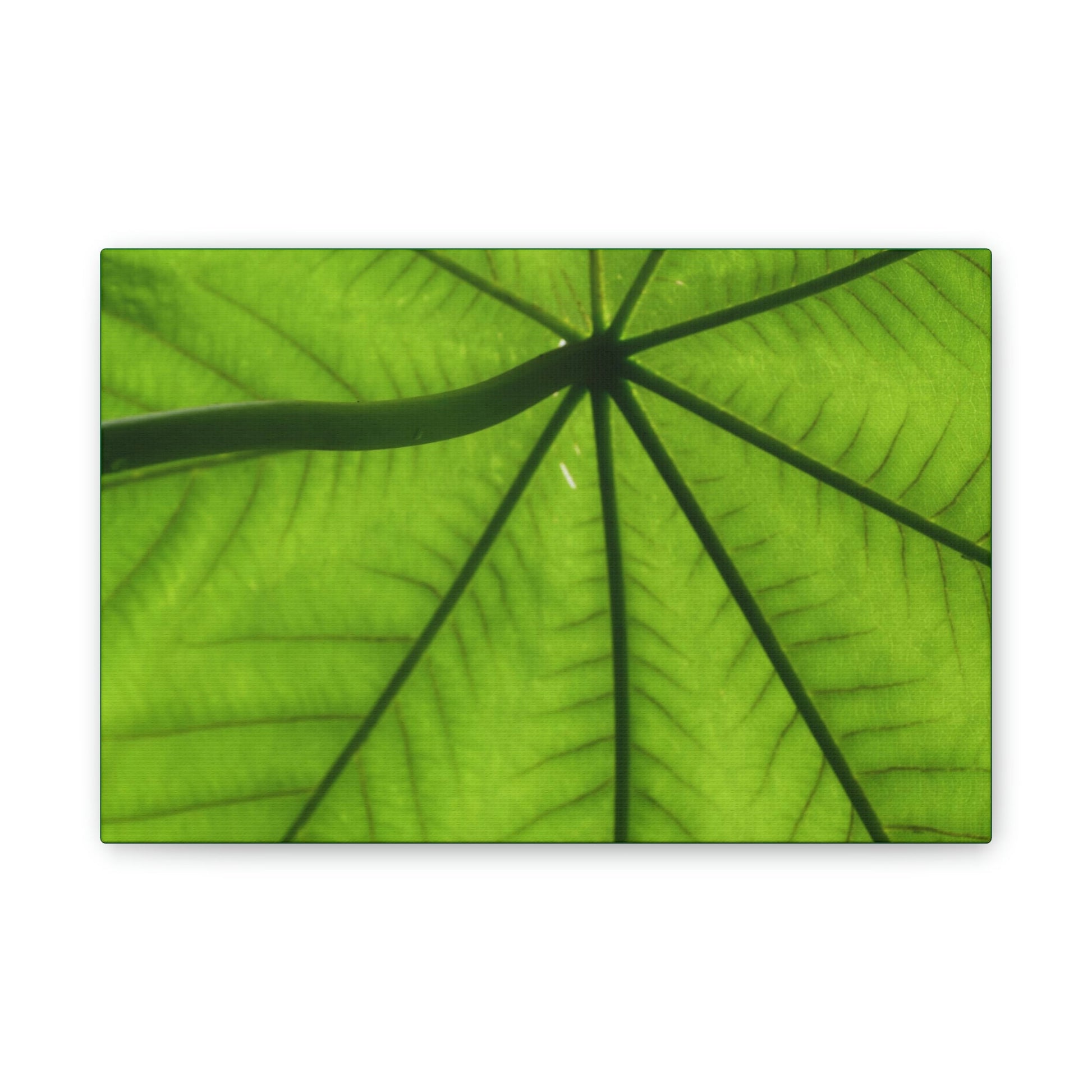Deals on Thin Canvas - Stretched, 0.75" - Small Sizes Horizontal - Ideal for Wall Forest Mosaics - Yagrumo in the sun closeup - Green Forest Home