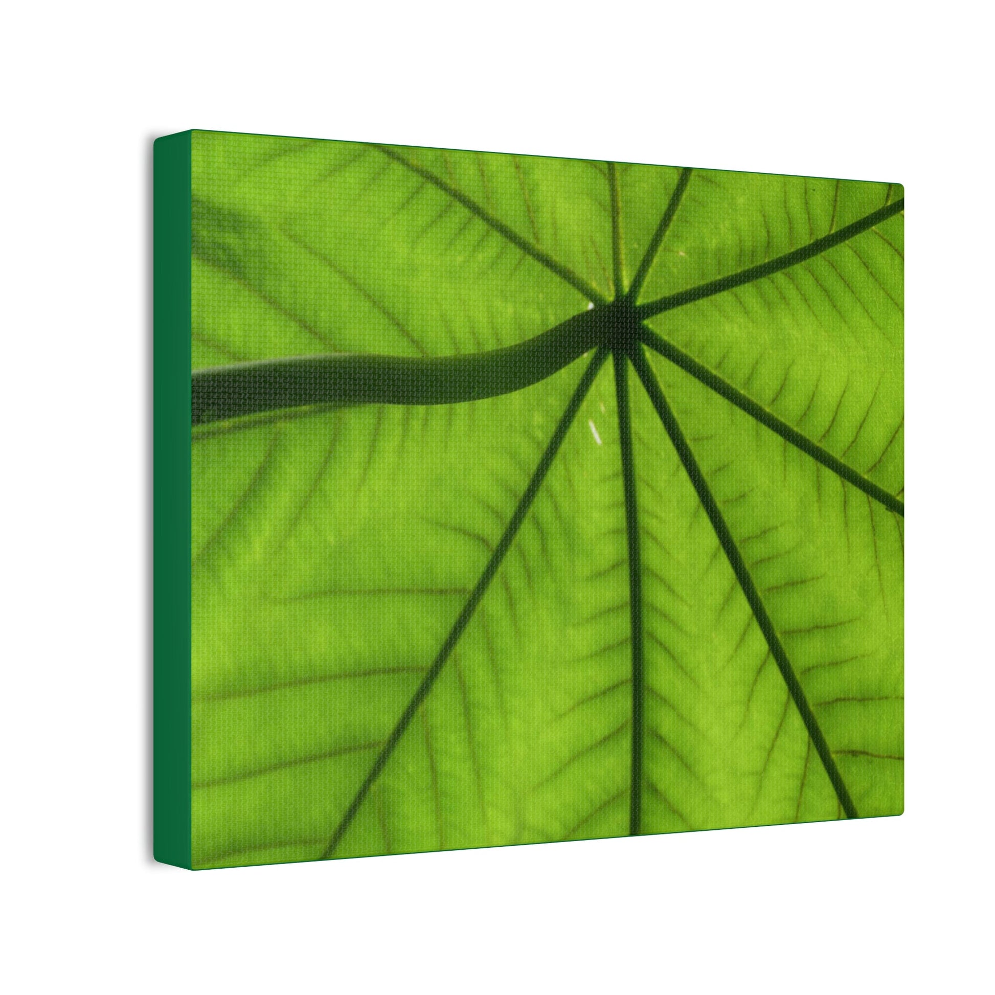 Deals on Thin Canvas - Stretched, 0.75" - Small Sizes Horizontal - Ideal for Wall Forest Mosaics - Yagrumo in the sun closeup - Green Forest Home