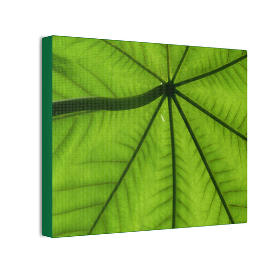 Deals on Thin Canvas - Stretched, 0.75" - Small Sizes Horizontal - Ideal for Wall Forest Mosaics - Yagrumo in the sun closeup - Green Forest Home