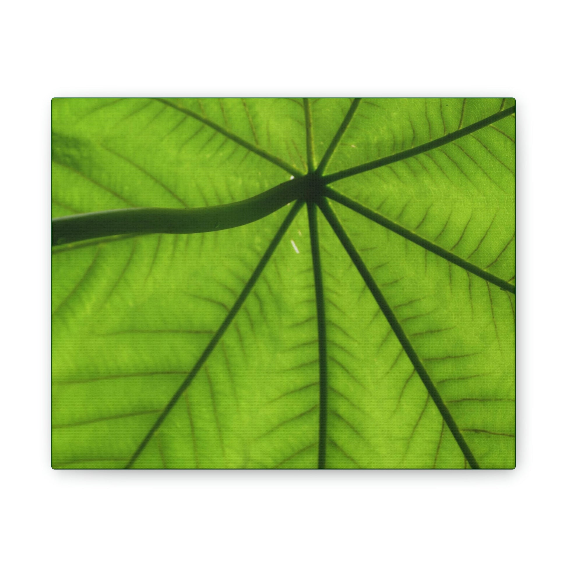 Deals on Thin Canvas - Stretched, 0.75" - Small Sizes Horizontal - Ideal for Wall Forest Mosaics - Yagrumo in the sun closeup - Green Forest Home
