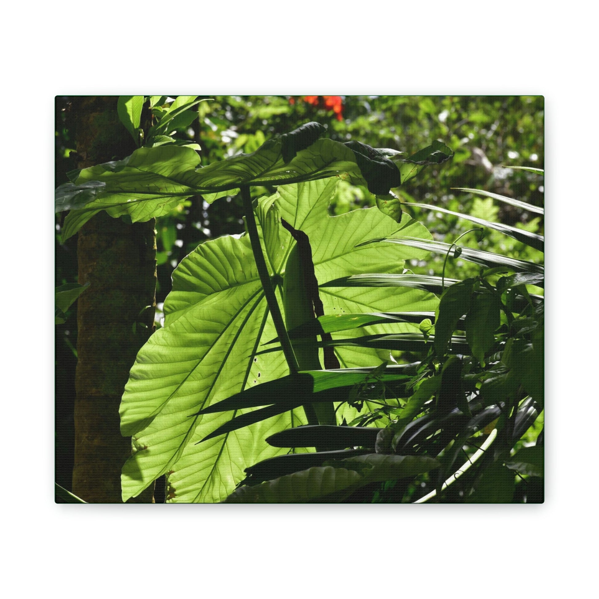 Deals on Thin Canvas - Stretched, 0.75" - Small Sizes Horizontal - Ideal for Wall Forest Mosaics - Yagrumo small tree leaves under the sun - Green Forest Home