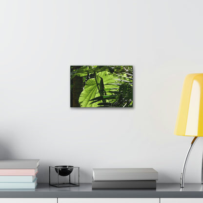 Deals on Thin Canvas - Stretched, 0.75" - Small Sizes Horizontal - Ideal for Wall Forest Mosaics - Yagrumo small tree leaves under the sun - Green Forest Home