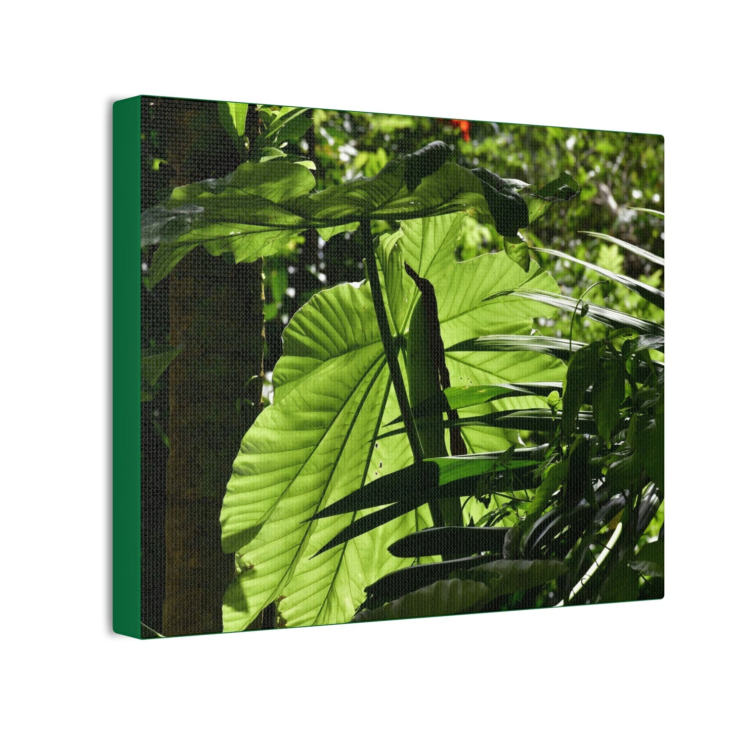 Deals on Thin Canvas - Stretched, 0.75" - Small Sizes Horizontal - Ideal for Wall Forest Mosaics - Yagrumo small tree leaves under the sun - Green Forest Home
