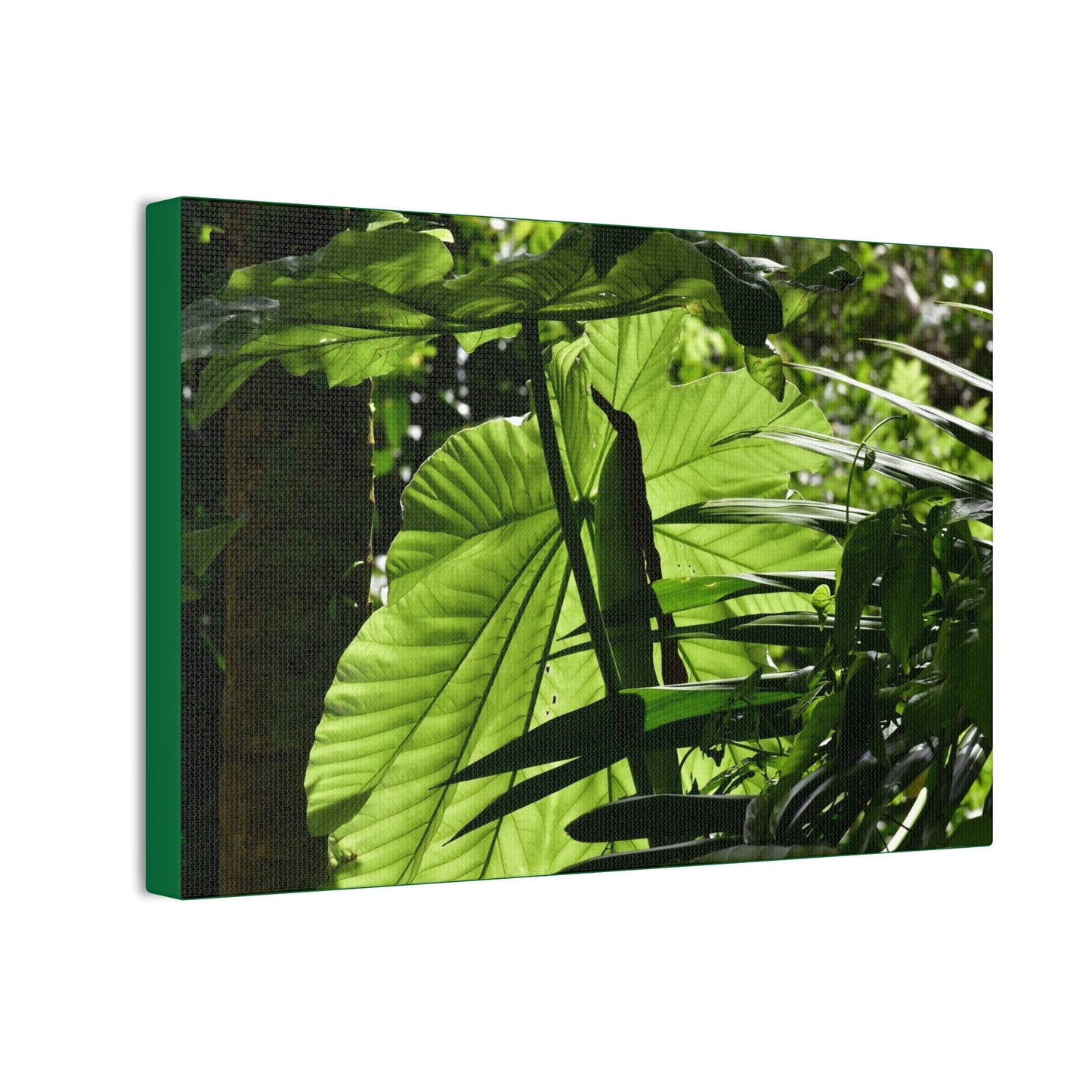 Deals on Thin Canvas - Stretched, 0.75" - Small Sizes Horizontal - Ideal for Wall Forest Mosaics - Yagrumo small tree leaves under the sun - Green Forest Home