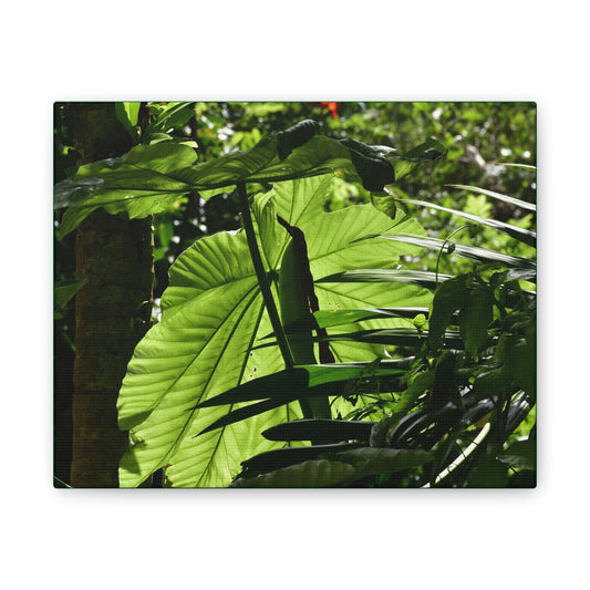 Deals on Thin Canvas - Stretched, 0.75" - Small Sizes Horizontal - Ideal for Wall Forest Mosaics - Yagrumo small tree leaves under the sun - Green Forest Home