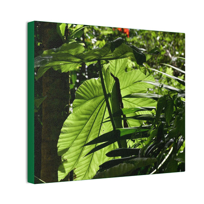 Deals on Thin Canvas - Stretched, 0.75" - Small Sizes Horizontal - Ideal for Wall Forest Mosaics - Yagrumo small tree leaves under the sun - Green Forest Home