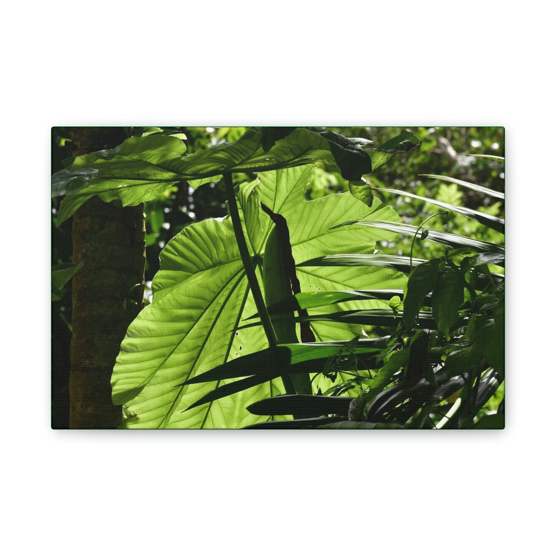 Deals on Thin Canvas - Stretched, 0.75" - Small Sizes Horizontal - Ideal for Wall Forest Mosaics - Yagrumo small tree leaves under the sun - Green Forest Home