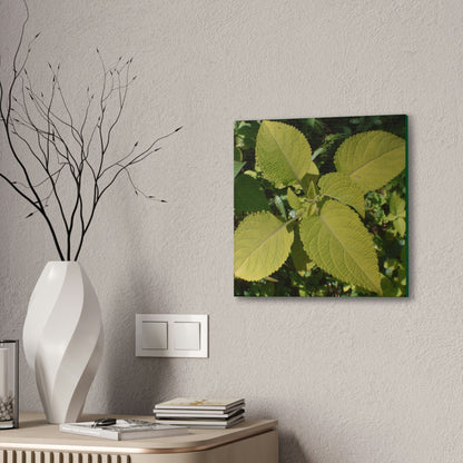 Deals on Thin Canvas - Stretched, 0.75" - Small Sizes - Ideal for Wall Forest Mosaics - Another variety of the Verguenza family of plants - Green Forest Home