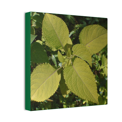 Deals on Thin Canvas - Stretched, 0.75" - Small Sizes - Ideal for Wall Forest Mosaics - Another variety of the Verguenza family of plants - Green Forest Home