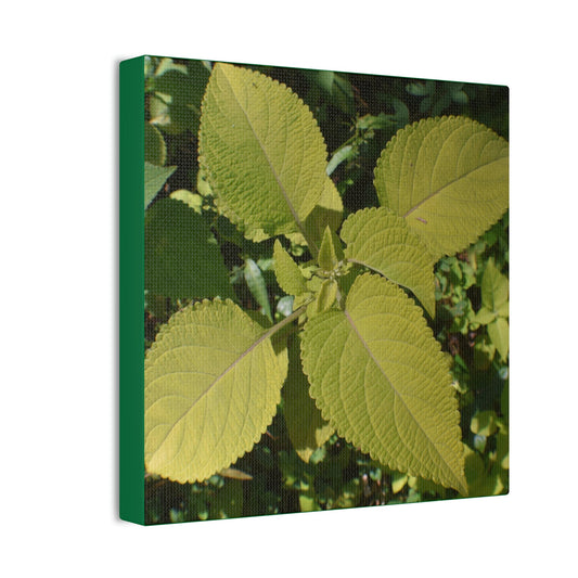 Deals on Thin Canvas - Stretched, 0.75" - Small Sizes - Ideal for Wall Forest Mosaics - Another variety of the Verguenza family of plants - Green Forest Home