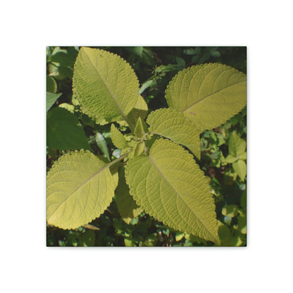 Deals on Thin Canvas - Stretched, 0.75" - Small Sizes - Ideal for Wall Forest Mosaics - Another variety of the Verguenza family of plants - Green Forest Home