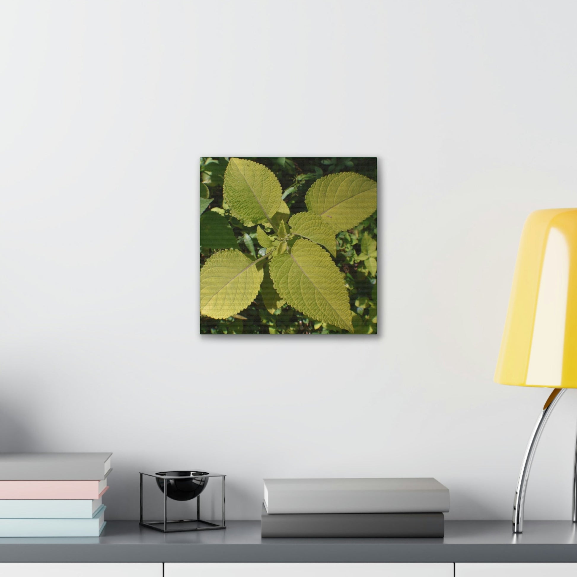 Deals on Thin Canvas - Stretched, 0.75" - Small Sizes - Ideal for Wall Forest Mosaics - Another variety of the Verguenza family of plants - Green Forest Home