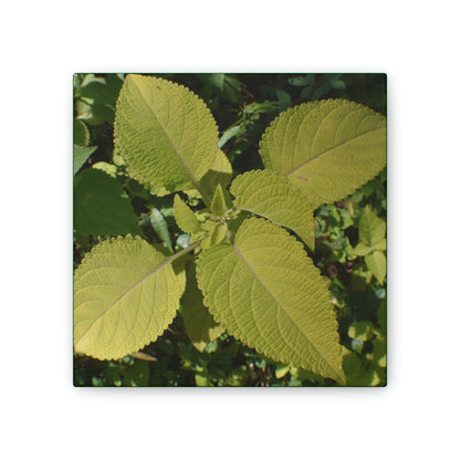 Deals on Thin Canvas - Stretched, 0.75" - Small Sizes - Ideal for Wall Forest Mosaics - Another variety of the Verguenza family of plants - Green Forest Home