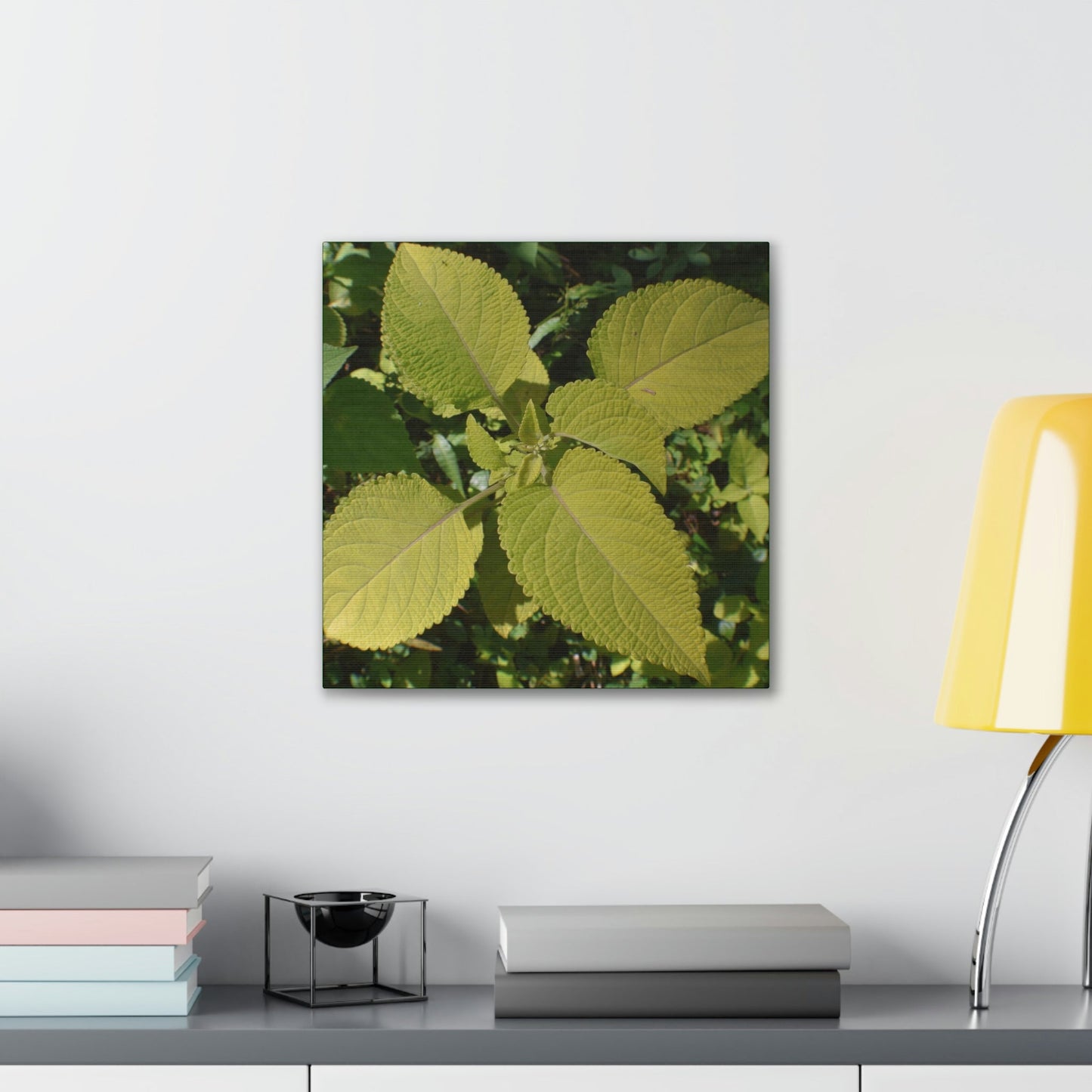 Deals on Thin Canvas - Stretched, 0.75" - Small Sizes - Ideal for Wall Forest Mosaics - Another variety of the Verguenza family of plants - Green Forest Home