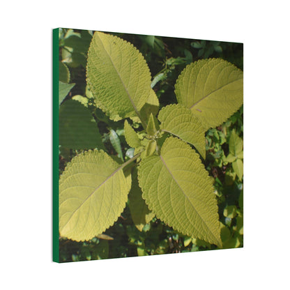 Deals on Thin Canvas - Stretched, 0.75" - Small Sizes - Ideal for Wall Forest Mosaics - Another variety of the Verguenza family of plants - Green Forest Home