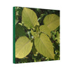 Deals on Thin Canvas - Stretched, 0.75" - Small Sizes - Ideal for Wall Forest Mosaics - Another variety of the Verguenza family of plants - Green Forest Home