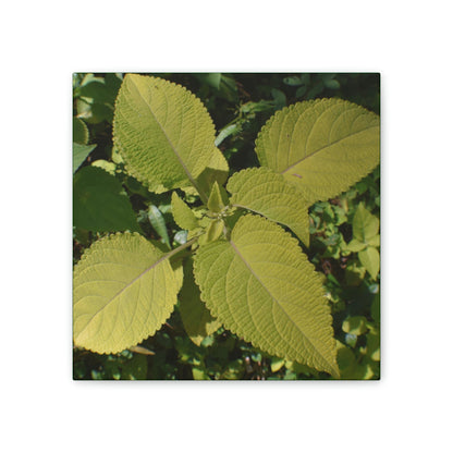 Deals on Thin Canvas - Stretched, 0.75" - Small Sizes - Ideal for Wall Forest Mosaics - Another variety of the Verguenza family of plants - Green Forest Home