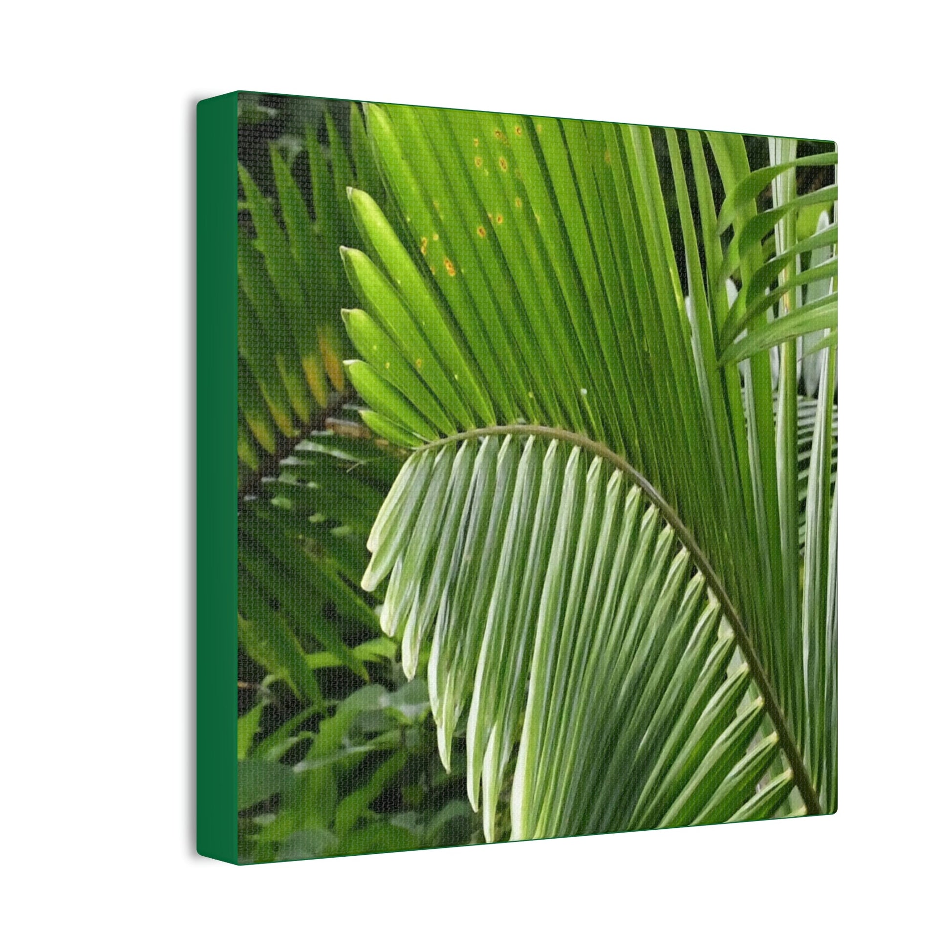 Deals on Thin Canvas - Stretched, 0.75" - Small Sizes - Ideal for Wall Forest Mosaics - Closeup of a Sierra Palm branch - Green Forest Home
