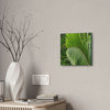 Deals on Thin Canvas - Stretched, 0.75" - Small Sizes - Ideal for Wall Forest Mosaics - Closeup of a Sierra Palm branch - Green Forest Home