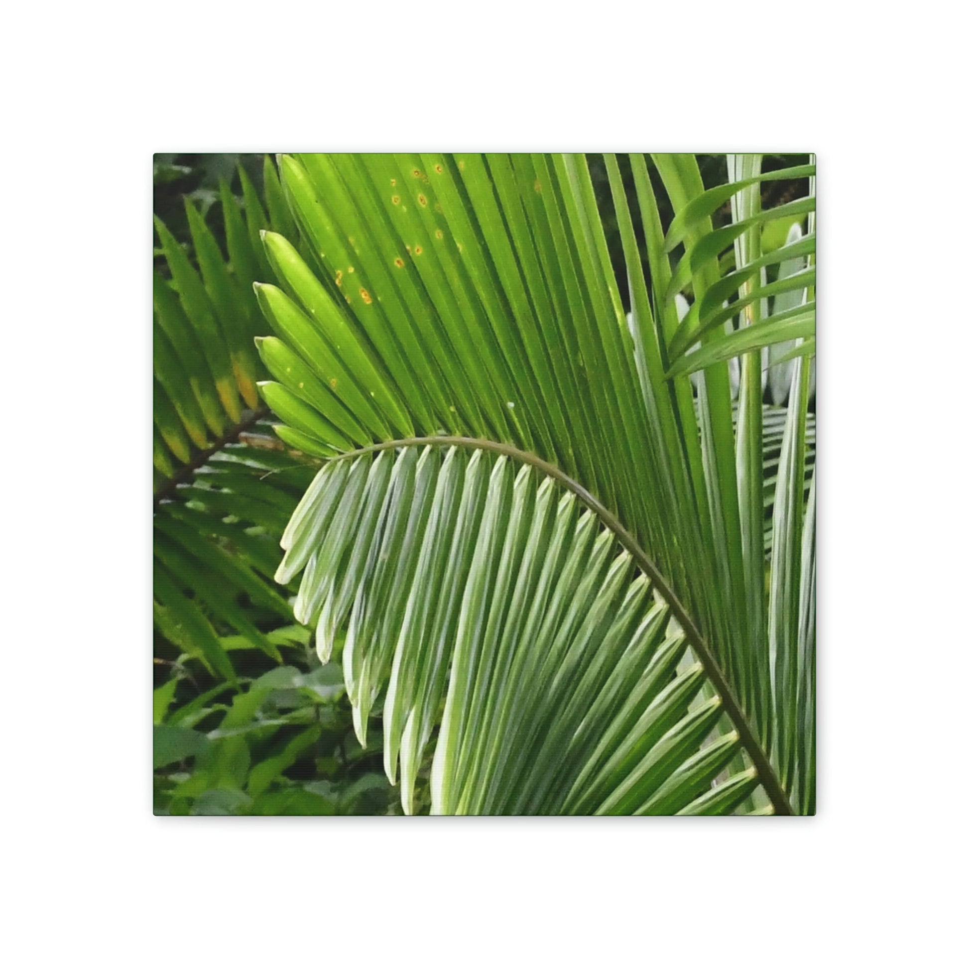 Deals on Thin Canvas - Stretched, 0.75" - Small Sizes - Ideal for Wall Forest Mosaics - Closeup of a Sierra Palm branch - Green Forest Home
