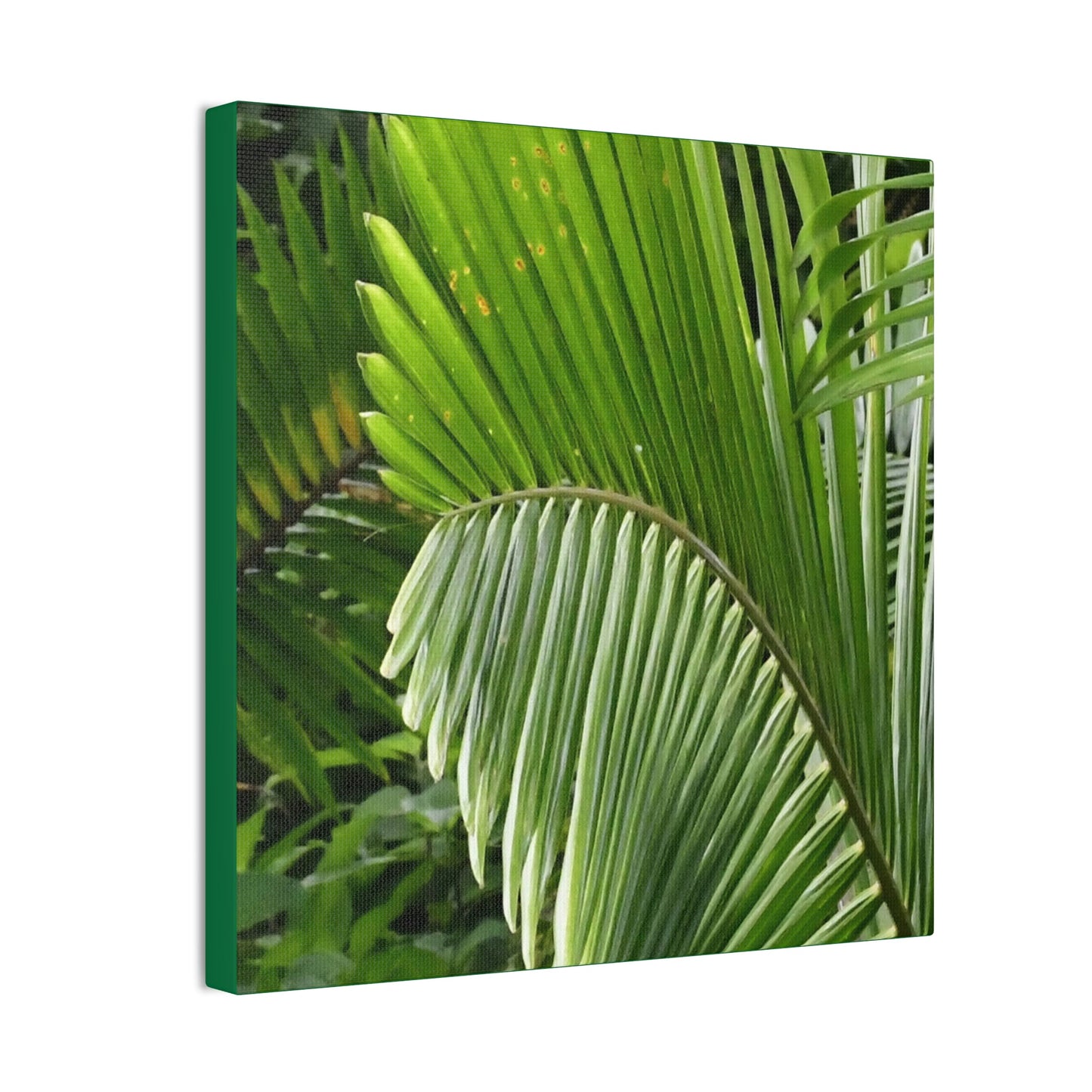 Deals on Thin Canvas - Stretched, 0.75" - Small Sizes - Ideal for Wall Forest Mosaics - Closeup of a Sierra Palm branch - Green Forest Home