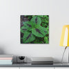 Deals on Thin Canvas - Stretched, 0.75" - Small Sizes - Ideal for Wall Forest Mosaics - Closeup of a Verguenza plant - Green Forest Home