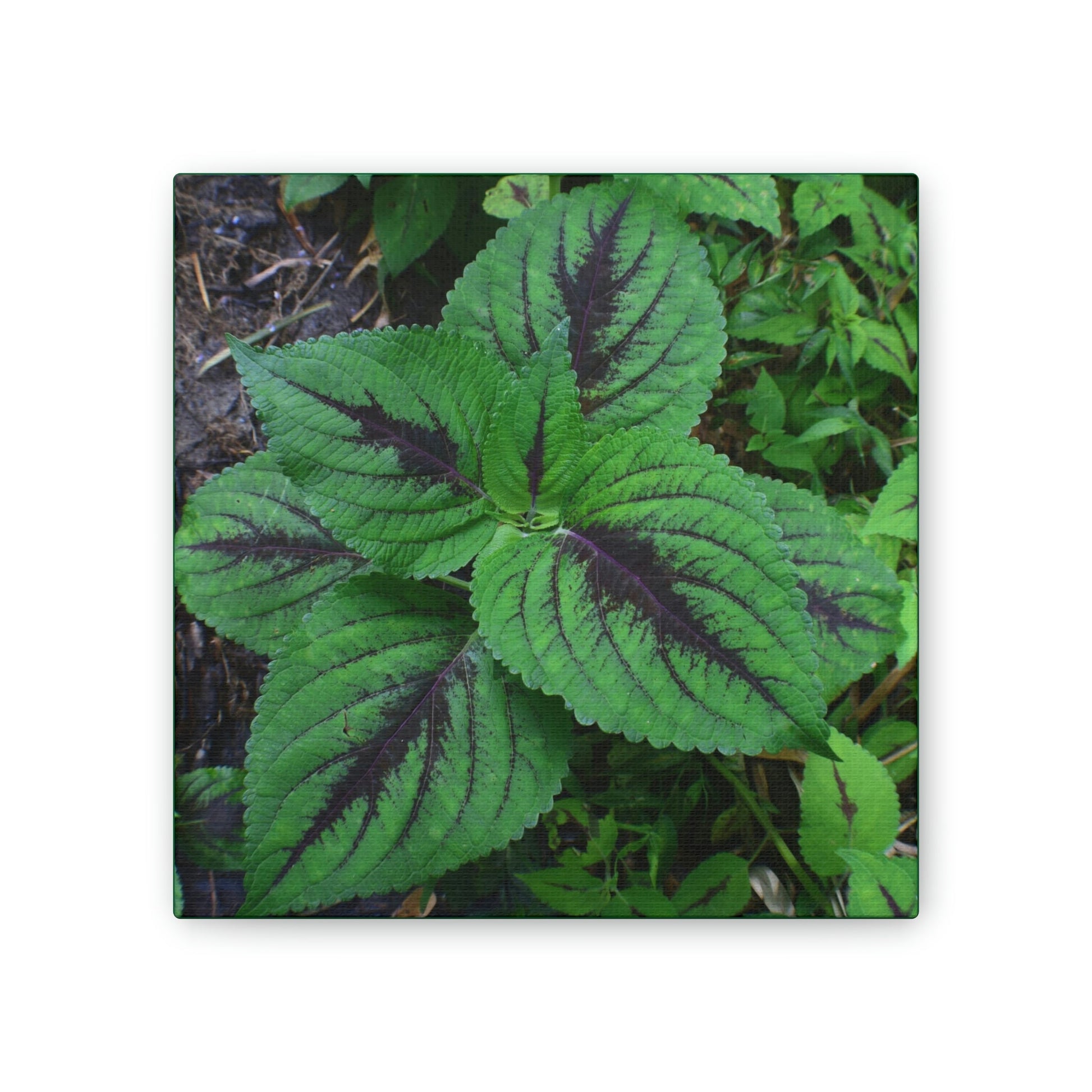 Deals on Thin Canvas - Stretched, 0.75" - Small Sizes - Ideal for Wall Forest Mosaics - Closeup of a Verguenza plant - Green Forest Home