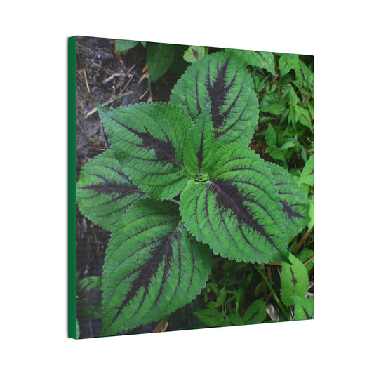 Deals on Thin Canvas - Stretched, 0.75" - Small Sizes - Ideal for Wall Forest Mosaics - Closeup of a Verguenza plant - Green Forest Home