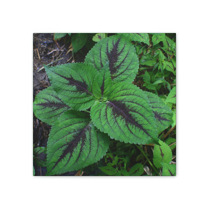 Deals on Thin Canvas - Stretched, 0.75" - Small Sizes - Ideal for Wall Forest Mosaics - Closeup of a Verguenza plant - Green Forest Home