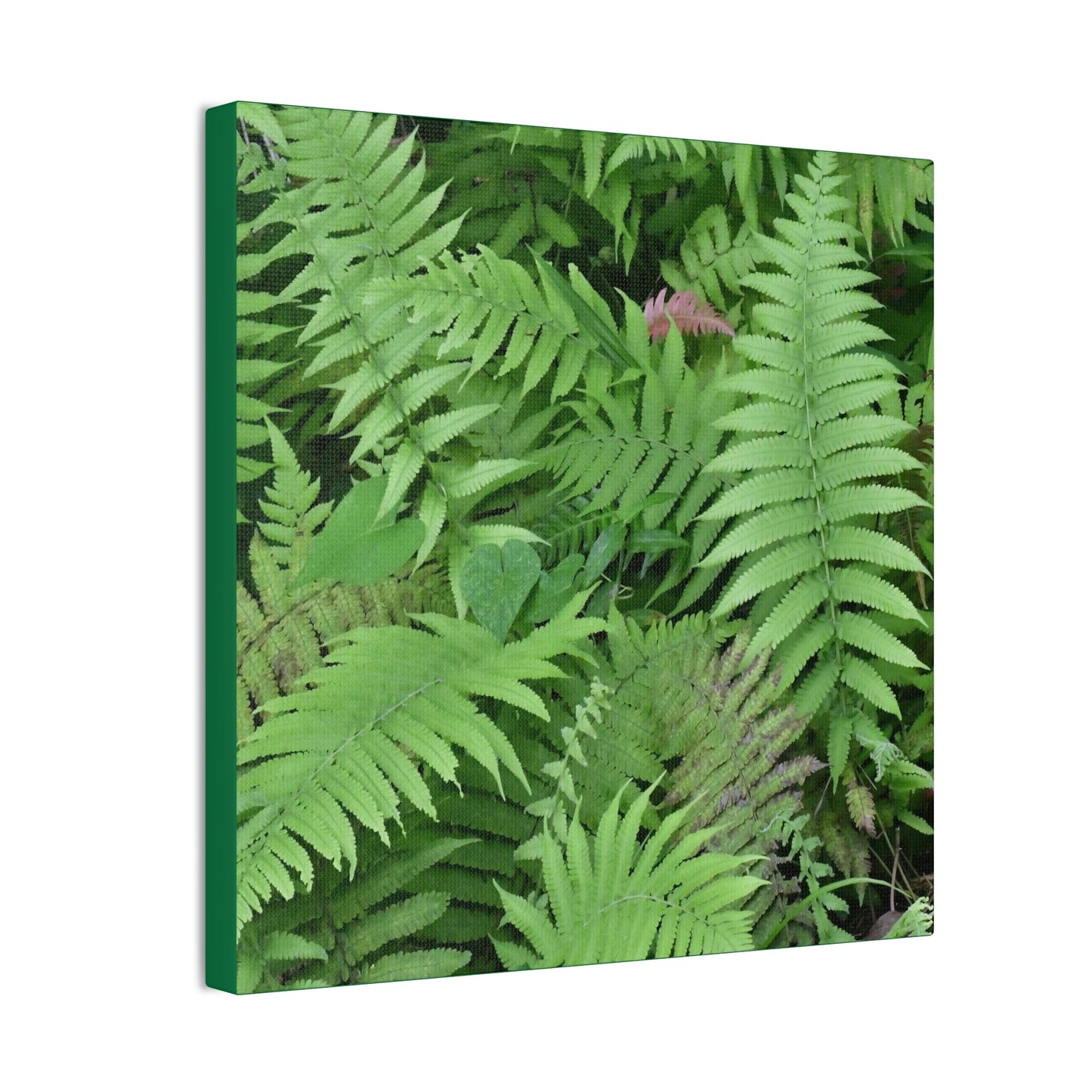 Deals on Thin Canvas - Stretched, 0.75" - Small Sizes - Ideal for Wall Forest Mosaics - Ferns Leaves - Green Forest Home