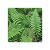 Deals on Thin Canvas - Stretched, 0.75" - Small Sizes - Ideal for Wall Forest Mosaics - Ferns Leaves - Green Forest Home