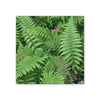 Deals on Thin Canvas - Stretched, 0.75" - Small Sizes - Ideal for Wall Forest Mosaics - Ferns Leaves - Green Forest Home