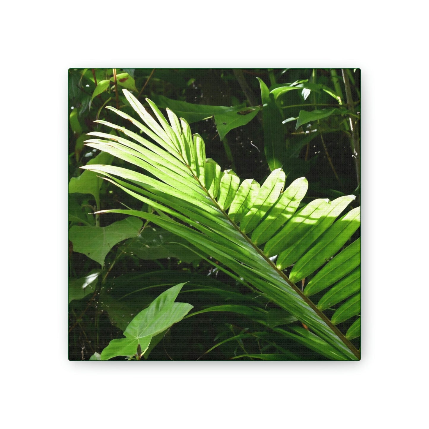 Deals on Thin Canvas - Stretched, 0.75" - Small Sizes - Ideal for Wall Forest Mosaics - Leave of the Sierra Palm - Green Forest Home