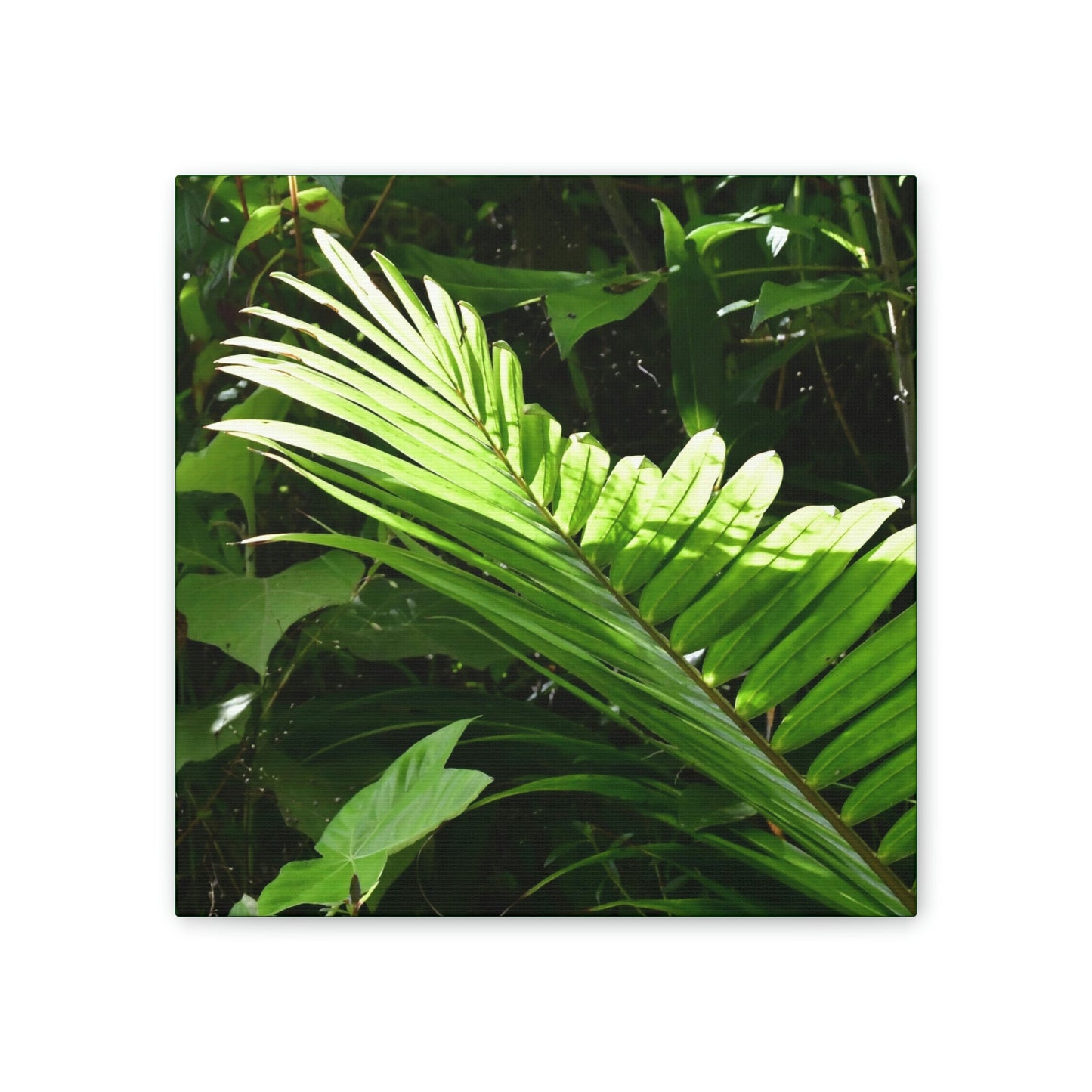 Deals on Thin Canvas - Stretched, 0.75" - Small Sizes - Ideal for Wall Forest Mosaics - Leave of the Sierra Palm - Green Forest Home