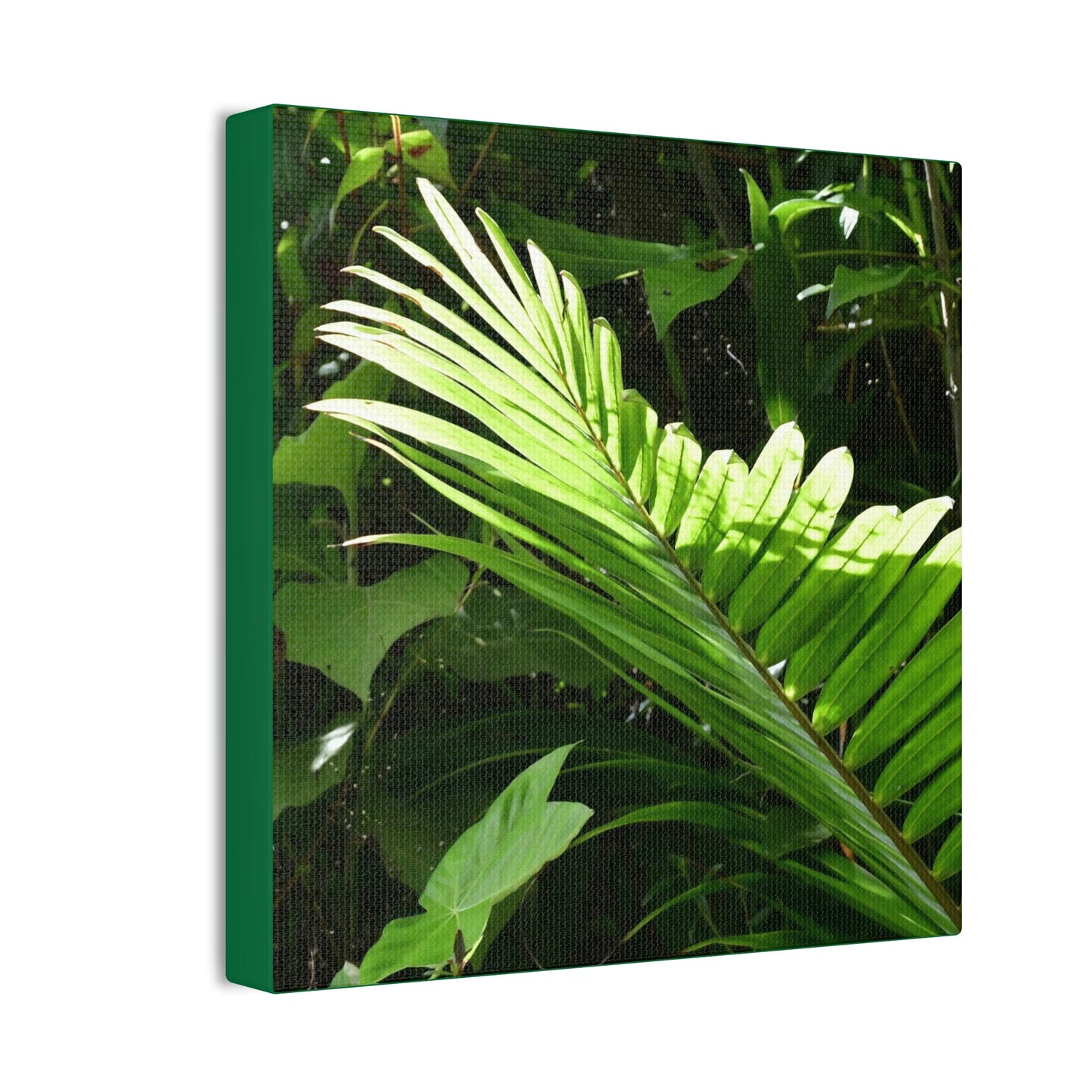 Deals on Thin Canvas - Stretched, 0.75" - Small Sizes - Ideal for Wall Forest Mosaics - Leave of the Sierra Palm - Green Forest Home