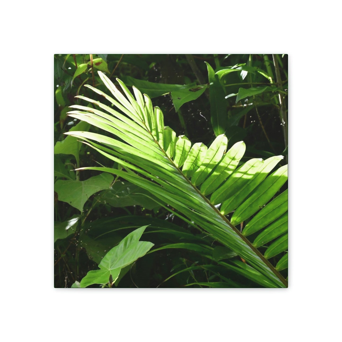 Deals on Thin Canvas - Stretched, 0.75" - Small Sizes - Ideal for Wall Forest Mosaics - Leave of the Sierra Palm - Green Forest Home