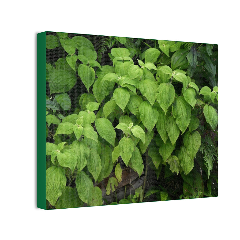 Deals on Thin Canvas - Stretched, 0.75" - Small Sizes Rectangular - Ideal for Wall Forest Mosaics - Cluster of Common El Yunque plants - Green Forest Home