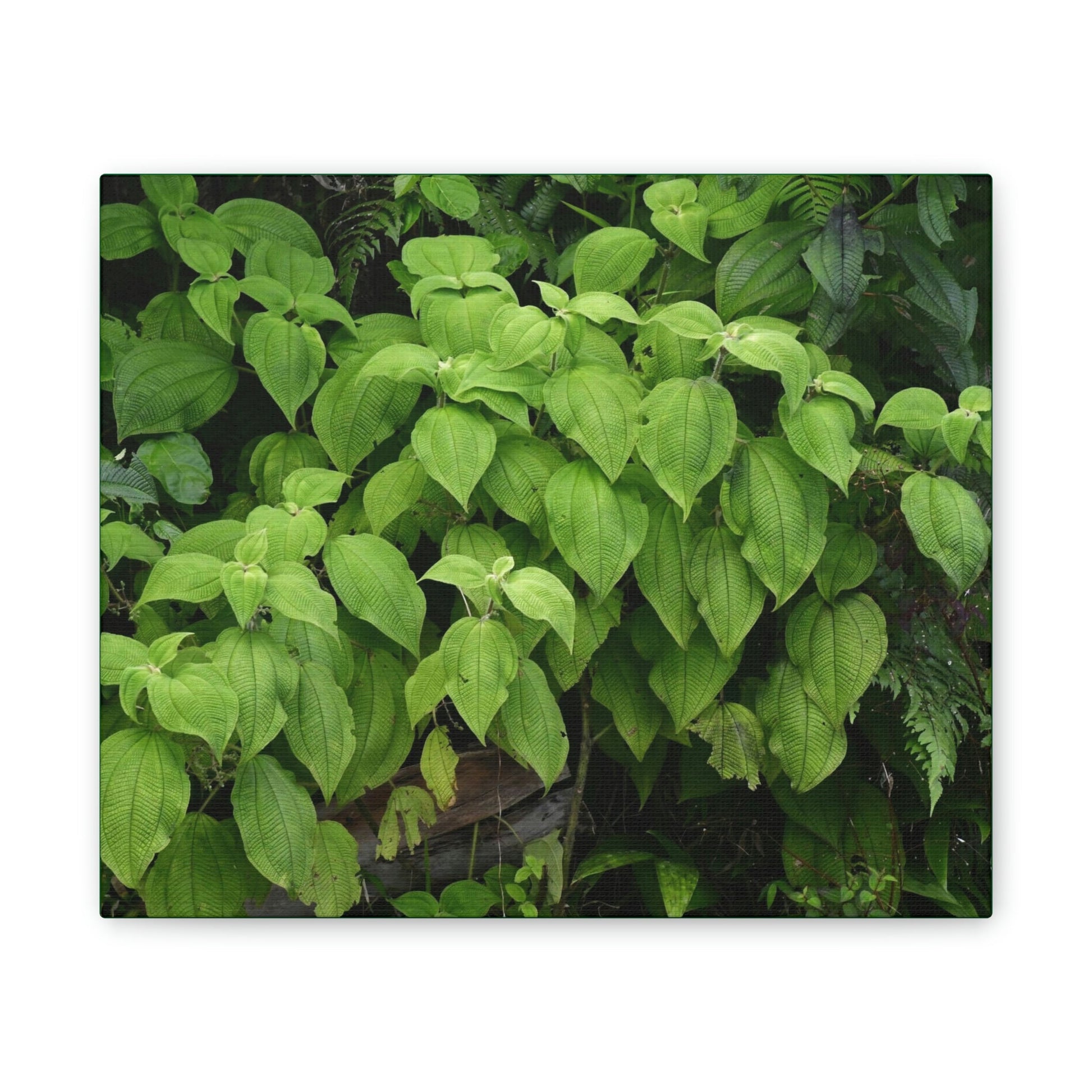 Deals on Thin Canvas - Stretched, 0.75" - Small Sizes Rectangular - Ideal for Wall Forest Mosaics - Cluster of Common El Yunque plants - Green Forest Home