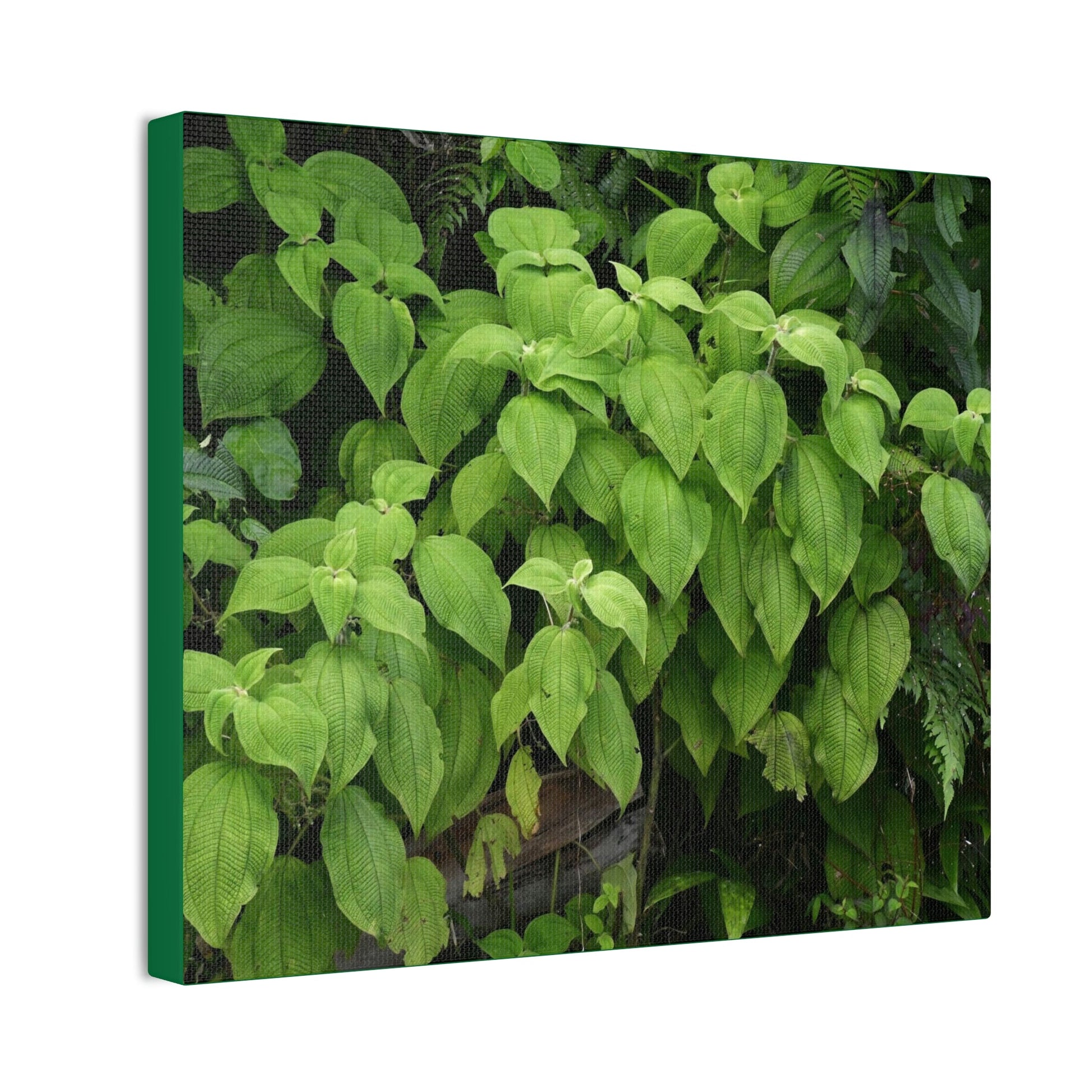 Deals on Thin Canvas - Stretched, 0.75" - Small Sizes Rectangular - Ideal for Wall Forest Mosaics - Cluster of Common El Yunque plants - Green Forest Home