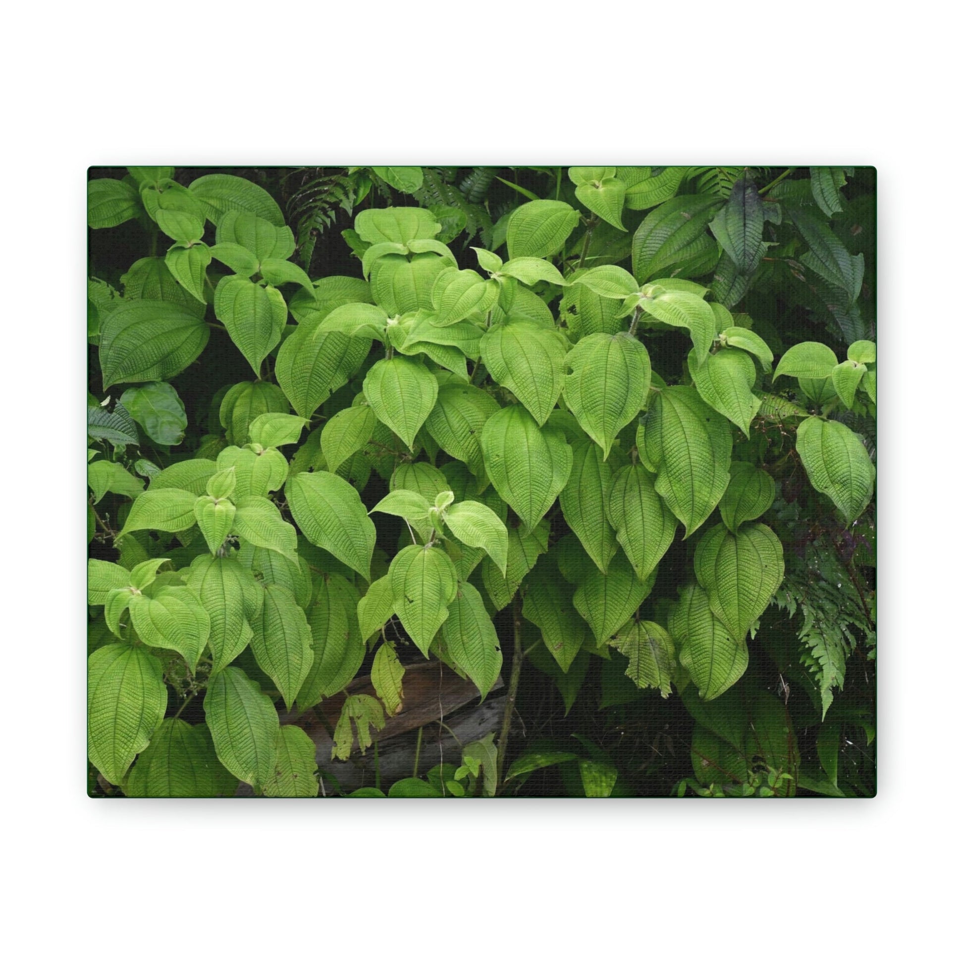 Deals on Thin Canvas - Stretched, 0.75" - Small Sizes Rectangular - Ideal for Wall Forest Mosaics - Cluster of Common El Yunque plants - Green Forest Home