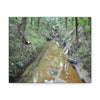 Explorations - Smaller Low-Cost Canvas Gallery Wraps - The Holy Spirit river explorations - El yunque rainforest PR - Green Forest Home