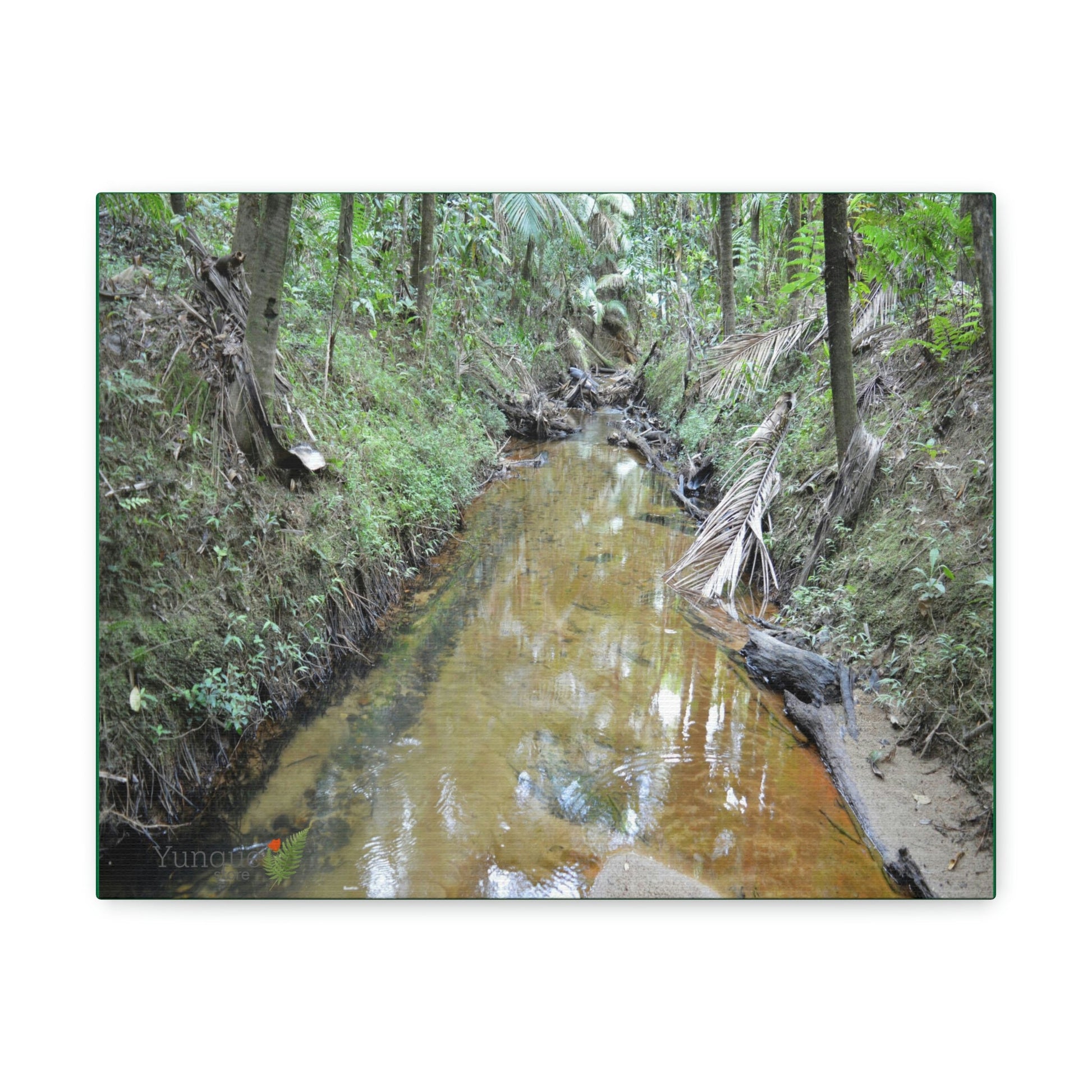 Explorations - Smaller Low-Cost Canvas Gallery Wraps - The Holy Spirit river explorations - El yunque rainforest PR - Green Forest Home