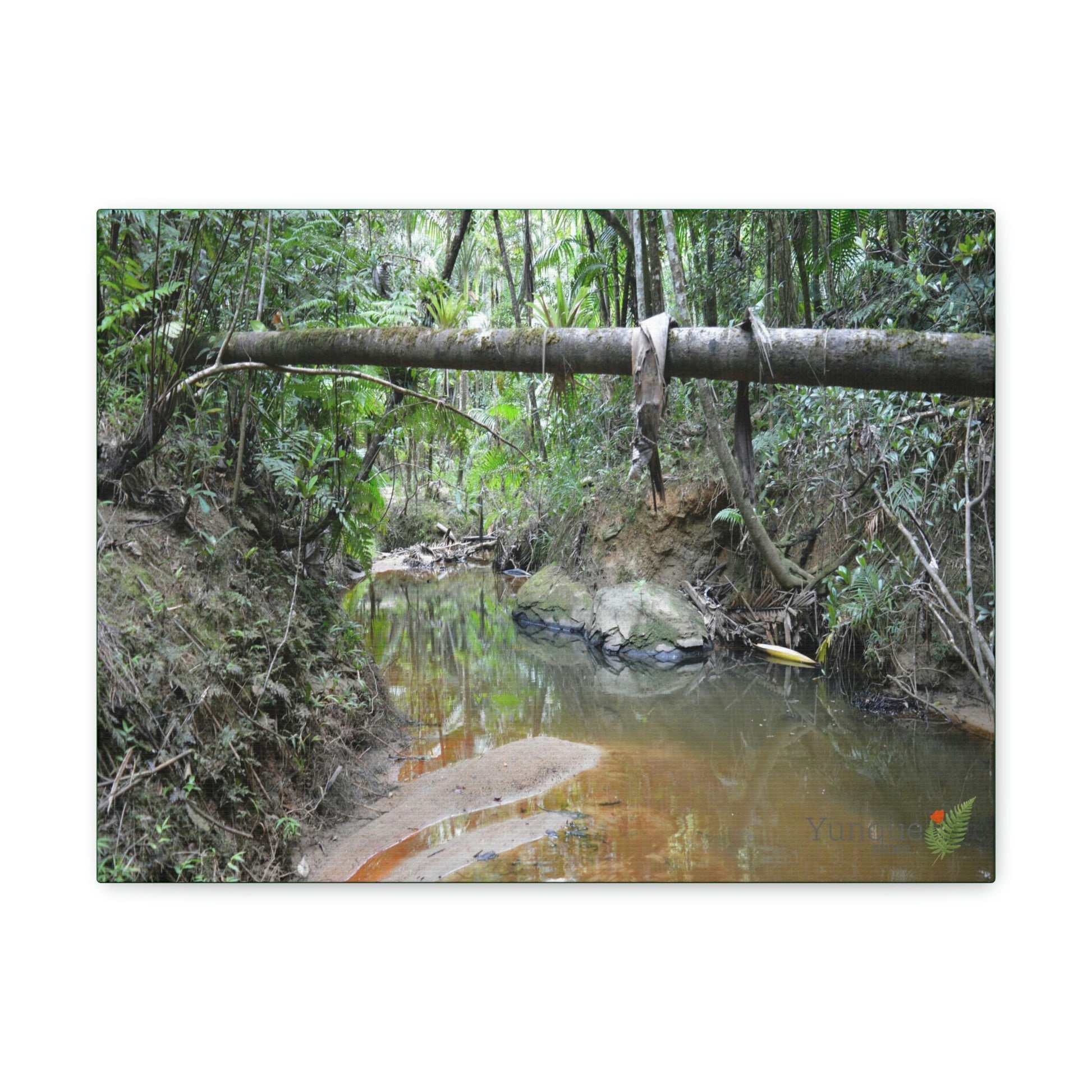 Explorations - Smaller Low-Cost Canvas Gallery Wraps - The Holy Spirit river explorations - El yunque rainforest PR - Green Forest Home