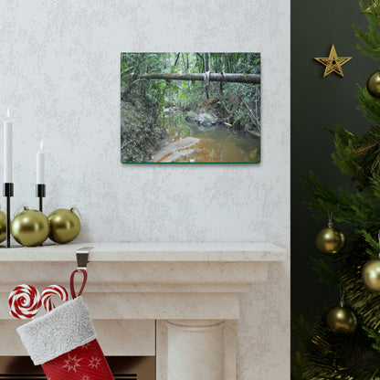 Explorations - Smaller Low-Cost Canvas Gallery Wraps - The Holy Spirit river explorations - El yunque rainforest PR - Green Forest Home