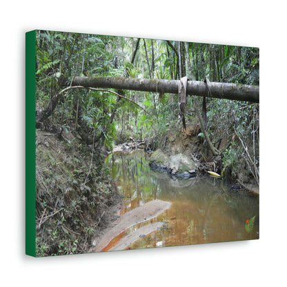 Explorations - Smaller Low-Cost Canvas Gallery Wraps - The Holy Spirit river explorations - El yunque rainforest PR - Green Forest Home