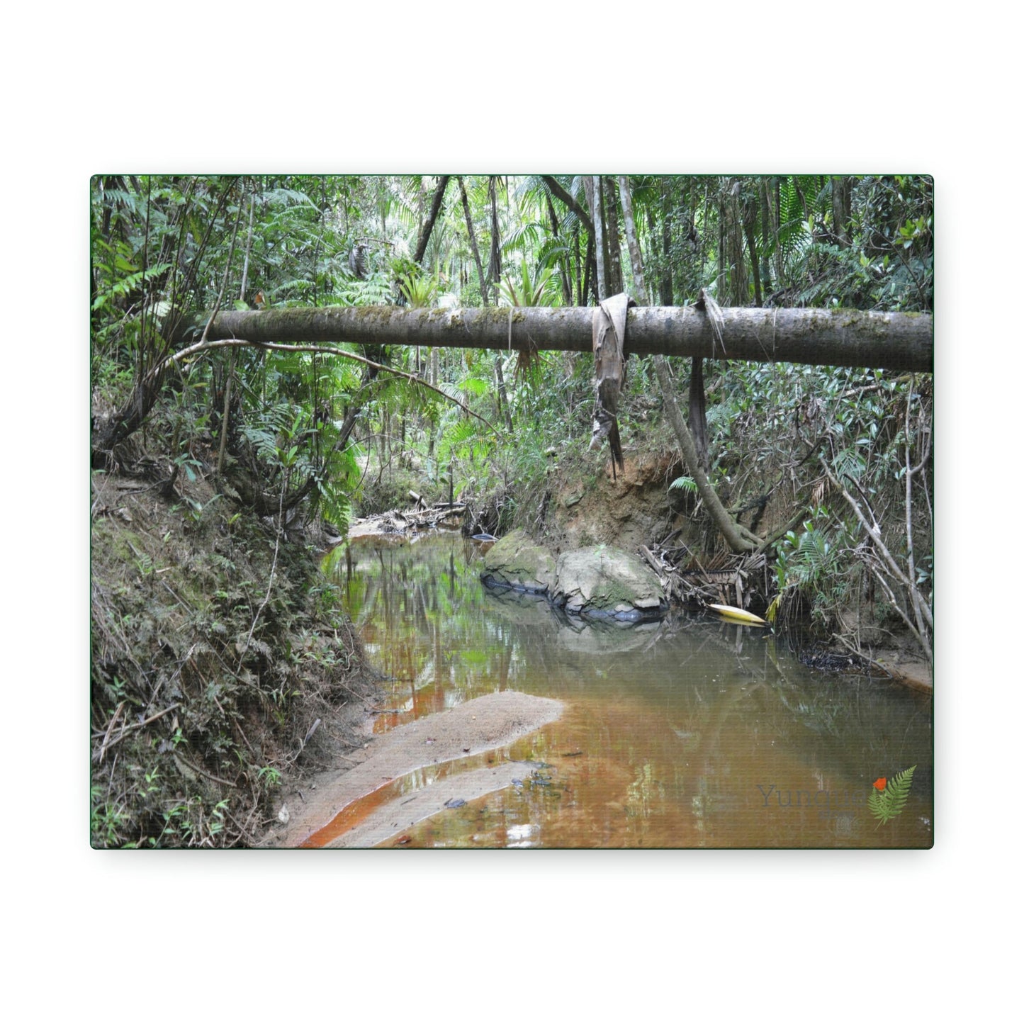 Explorations - Smaller Low-Cost Canvas Gallery Wraps - The Holy Spirit river explorations - El yunque rainforest PR - Green Forest Home