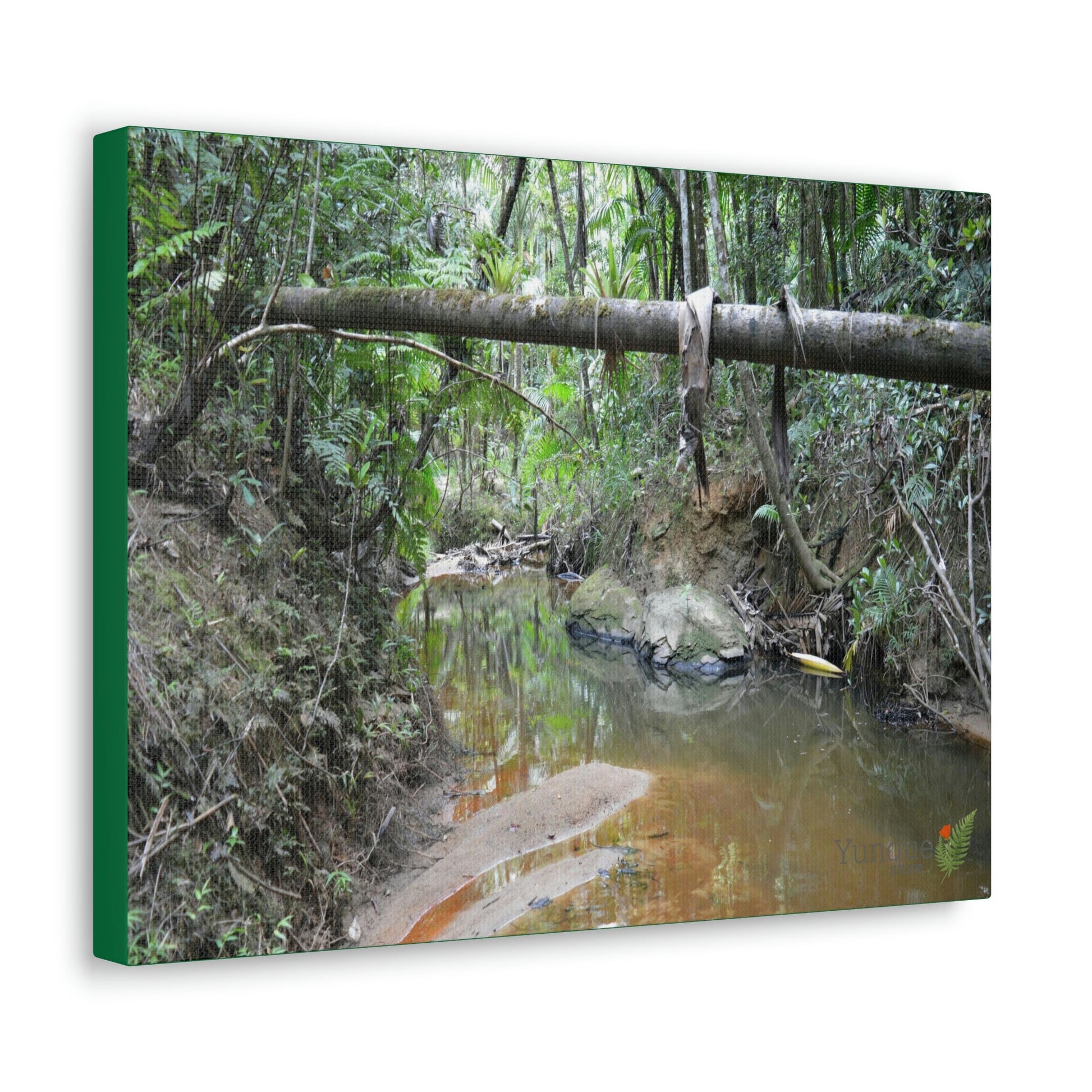 Explorations - Smaller Low-Cost Canvas Gallery Wraps - The Holy Spirit river explorations - El yunque rainforest PR - Green Forest Home