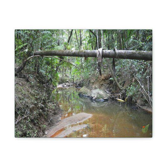 Explorations - Smaller Low-Cost Canvas Gallery Wraps - The Holy Spirit river explorations - El yunque rainforest PR - Green Forest Home