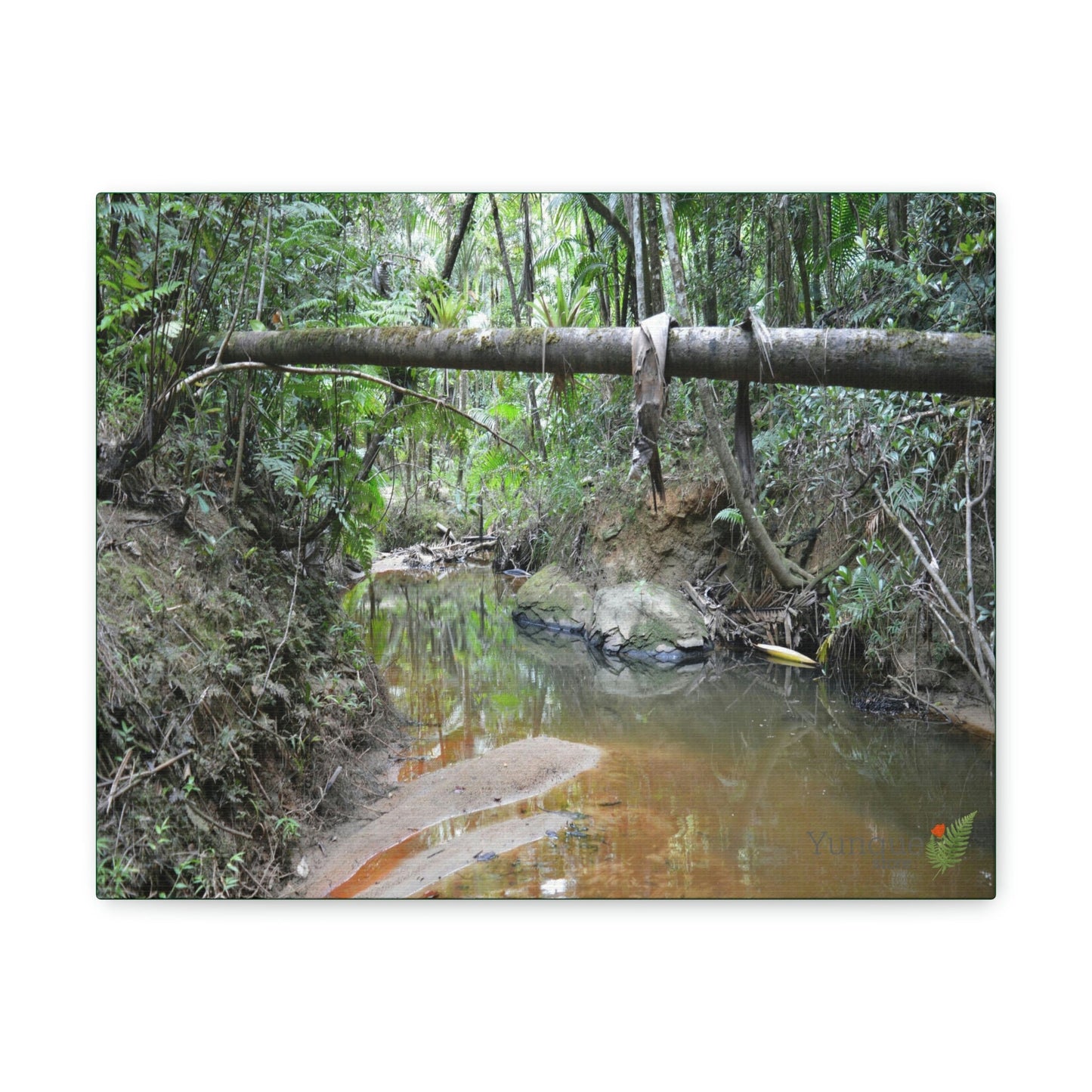 Explorations - Smaller Low-Cost Canvas Gallery Wraps - The Holy Spirit river explorations - El yunque rainforest PR - Green Forest Home